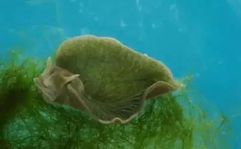 可愛呆萌的海兔，美出天際的海兔——海兔大全