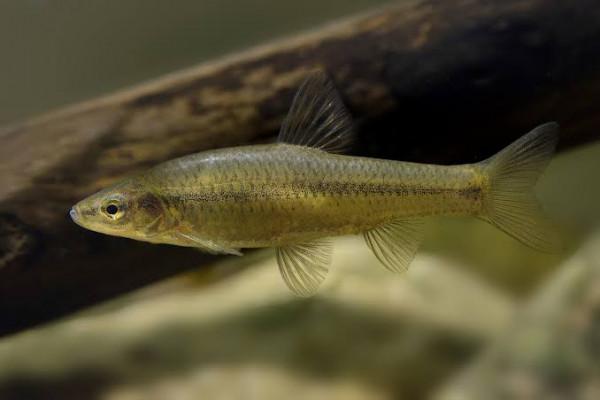 麥穗魚在歐洲區域性氾濫，已擴散至32個國家，它的繁殖能力有多強？
