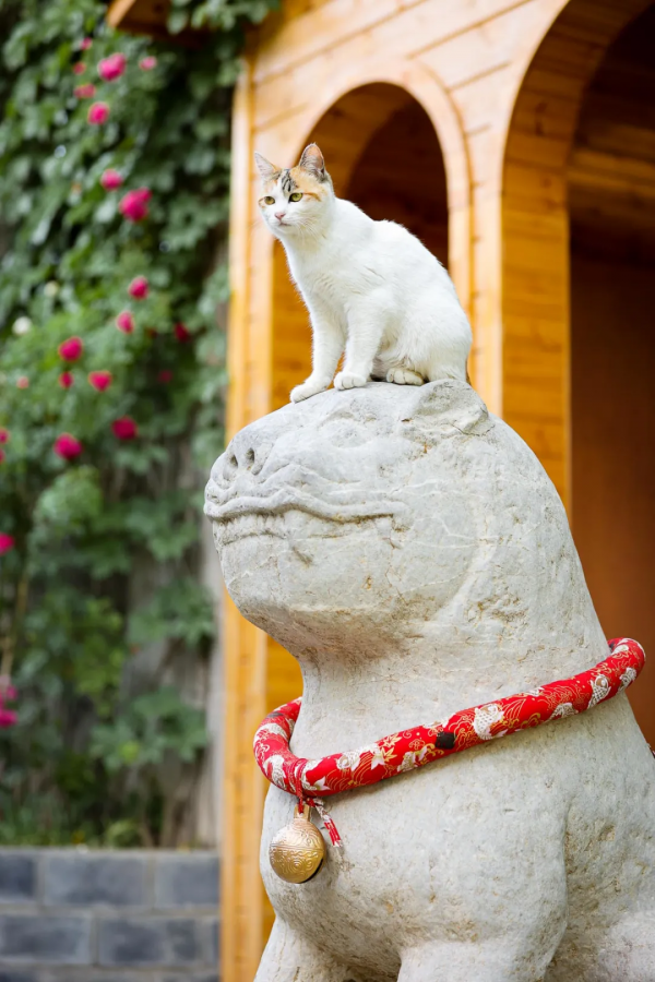 小花貓找汗 小花貓找汗