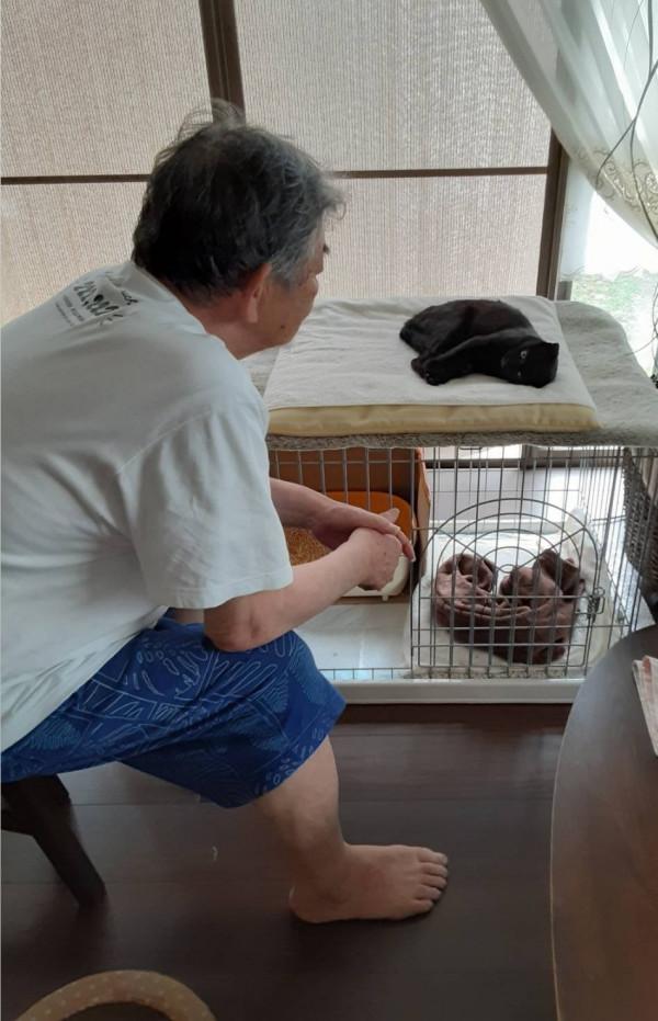 日本老爺爺救回一隻被烏鴉攻擊的小黑貓，擼貓半年人都變年輕了