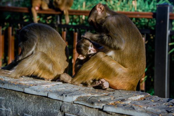 蝨子：遠古而來，30年前農村男女身上幾乎都有，今為何幾近絕跡