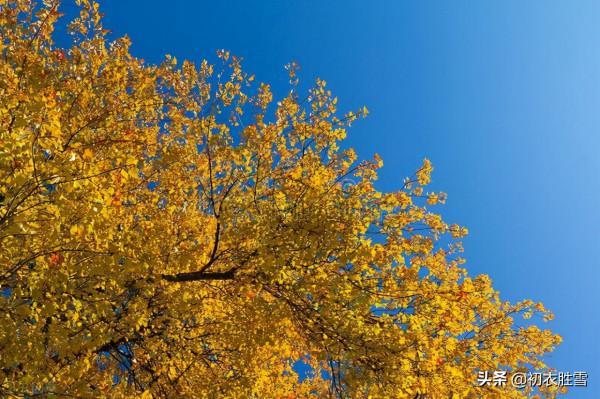 明麗落葉詩六首,葉落歸根,秋到任他林落葉,春來從你樹開花 明麗落葉詩六首,葉落歸根,秋到任他林落葉,春來從你樹開花