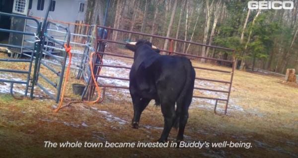 美國一頭牛逃出屠宰場，警察追捕8個月，結果整個小鎮都愛上它了