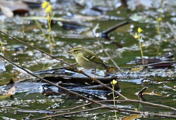 黃眉柳鶯，俗名樹串兒