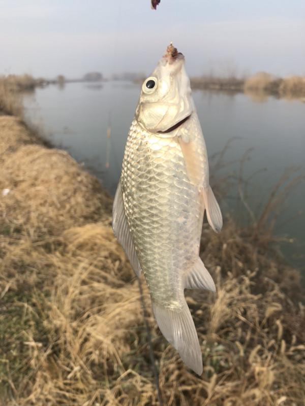 首次體驗冰窟釣魚，收竿時魚口還是那麼暴躁