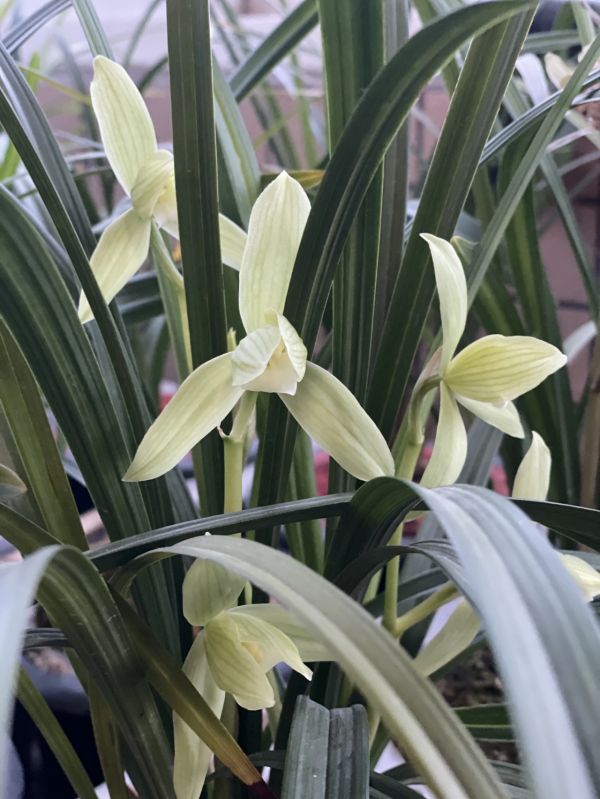 封閉陽臺也爆花!4個優秀案例,面積2.4m²-9m²,總有一個給你靈感 封閉陽臺也爆花!4個優秀案例,面積2.4m²-9m²,總有一個給你靈感