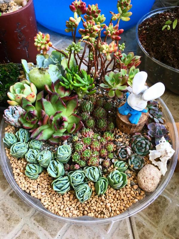 開啟侷限製造不同玩法——多肉也可以成為一片景