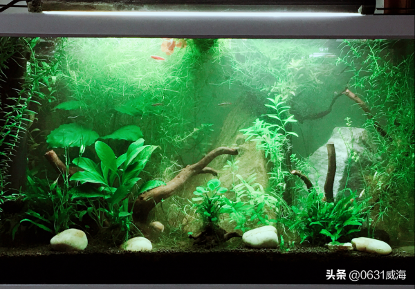 魚缸裡的魚便被很多人誤認為有害無益，其實魚便合理存在有用