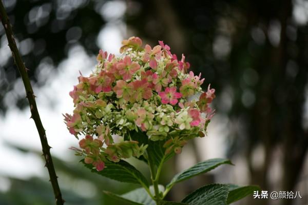 冬日裡依舊盛開的大花繡球，白色天使 | 園丁