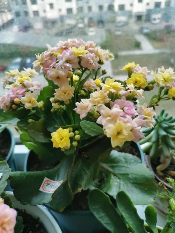 曬曬新開的幾盆長壽花