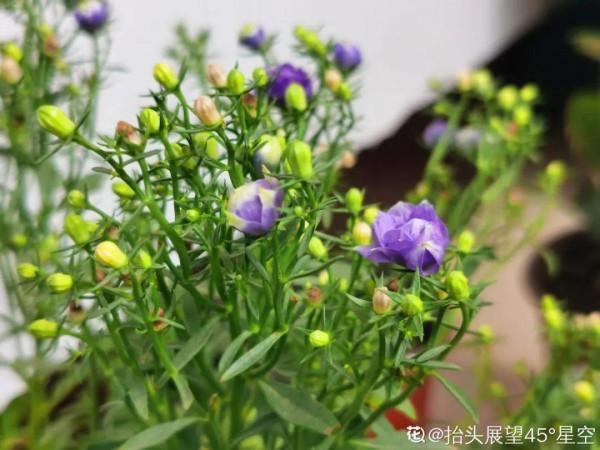 花市“一次性”的盆栽，開完花就死，未免太可惜