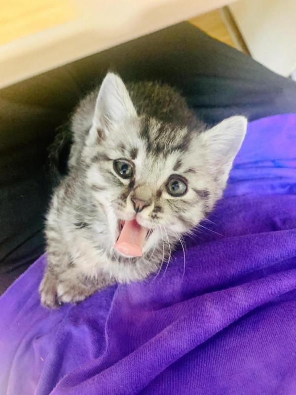 感恩生命的奇妙，被醫生下了死亡判決的貓咪活過來了