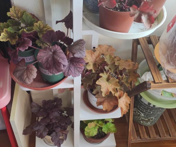 從零學起，4個養花基礎知識，讓養花變得更簡單