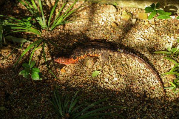 南都拍客探訪廣東鱷蜥國家級保護區,爬行界“大熊貓”露真容 南都拍客探訪廣東鱷蜥國家級保護區,爬行界“大熊貓”露真容