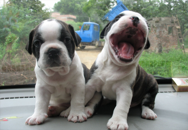 “買狗便宜養狗貴”，想養這5種狗嗎？請不要隨便入坑