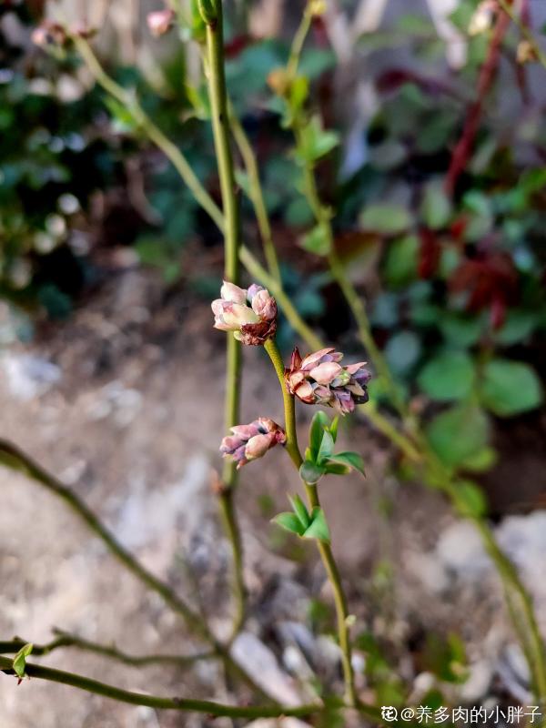 市面藍莓貴又小，別慌！曬曬太陽澆澆水，家裡也能盆栽藍莓