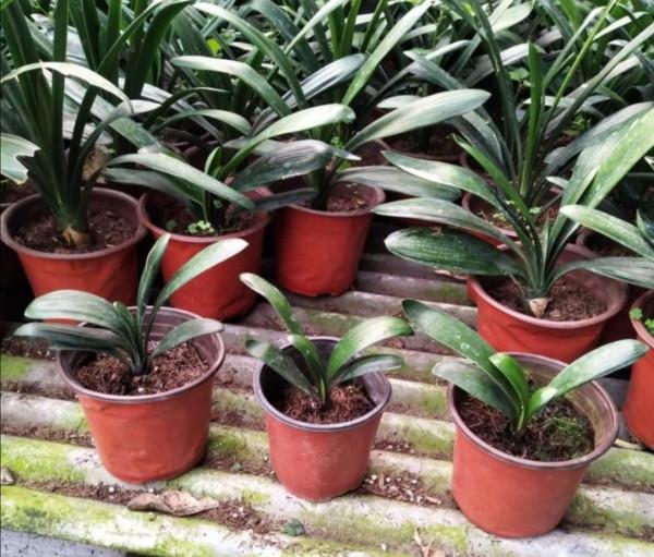 腐葉土，養花“好搭檔”！學會自制松葉土，養啥旺啥