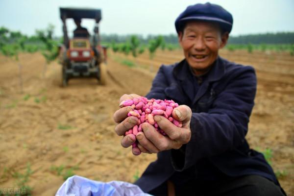 為什麼說“麥在種,秋在管”、“麥收胎裡富,種好是基礎”? 為什麼說“麥在種,秋在管”、“麥收胎裡富,種好是基礎”?