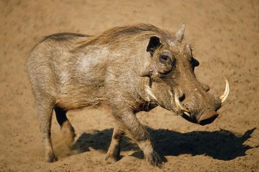 豬擁有什麼樣的神奇技能，可以在地球上進化4000萬年至今？