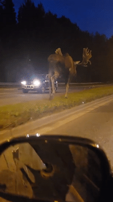 手掌大的飛蛾、比汽車高的鹿，這些東西比你想象的要大很多