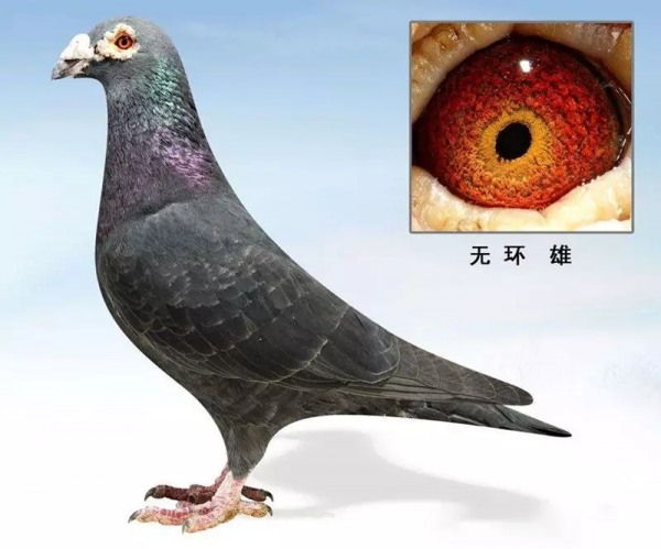 ​快速鑑別信鴿公母小指南