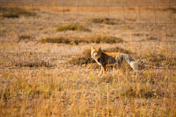 青海的這個地方要火了,秋天一定要去一次,中國最後的一片淨土 青海的這個地方要火了,秋天一定要去一次,中國最後的一片淨土