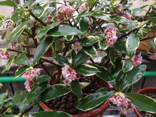 花600塊買的大花蕙蘭，掉個苞20塊錢沒了，心疼···