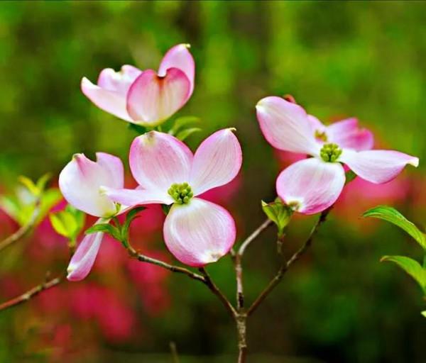 四照花～春有亮葉，夏花如蝶，秋有紅葉紅果，極具觀賞價值