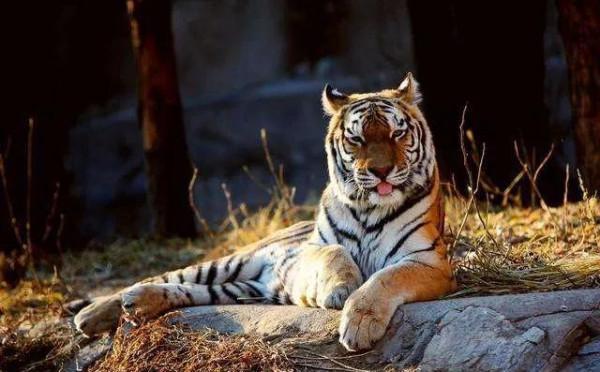 如果你在野外遇到老虎，那怎麼分辨老虎的公和母呢？