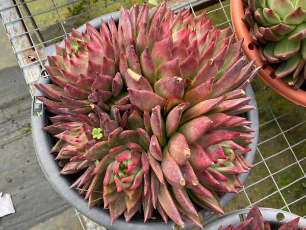 多肉弗蘭克出狀態很容易,想要多頭群生,大棚主的方法值得參考 多肉弗蘭克出狀態很容易,想要多頭群生,大棚主的方法值得參考