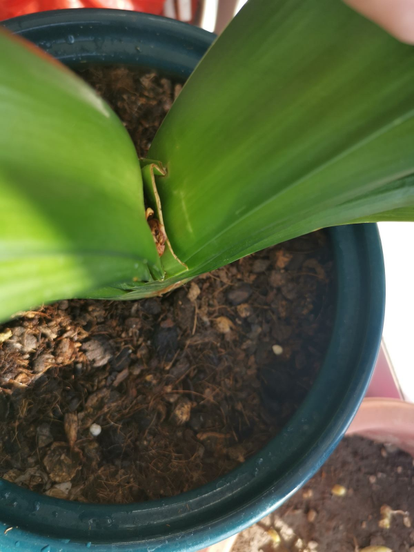 養花換下的舊土別扔，3招讓土肥的流油，省下一筆養花錢