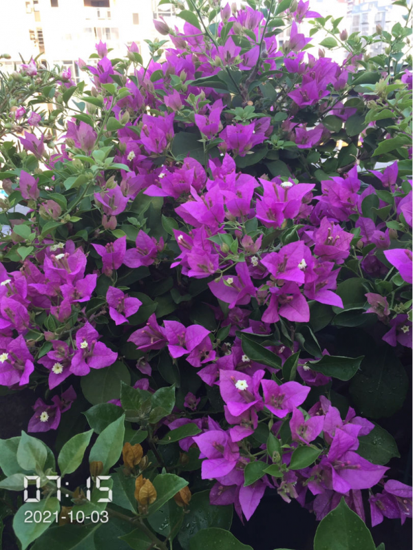 家裡光不好,別養這8種花,根本不開花 家裡光不好,別養這8種花,根本不開花