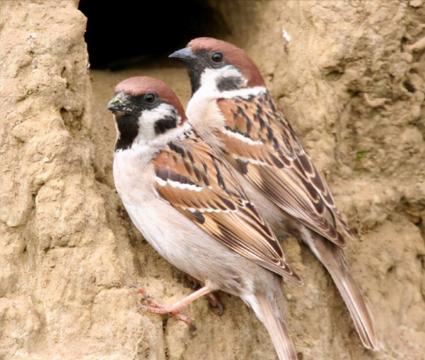 東江攬勝：天天相見不相識，國內五種常見麻雀你能分清嗎？