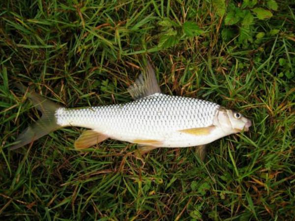 釣黃尾就用這兩種釣法,漂尾抖動就提竿,十之八九都有口 釣黃尾就用這兩種釣法,漂尾抖動就提竿,十之八九都有口