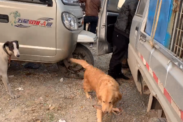 山東:狗市裡靈性金毛叼著牽引繩繞車轉,大哥:10萬,我都沒賣 山東:狗市裡靈性金毛叼著牽引繩繞車轉,大哥:10萬,我都沒賣