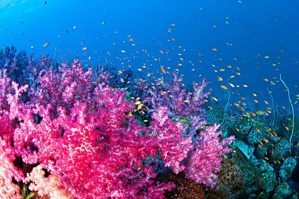 太空中唯一肉眼可見的地球生物是什麼?它對地球有多重要? 太空中唯一肉眼可見的地球生物是什麼?它對地球有多重要?