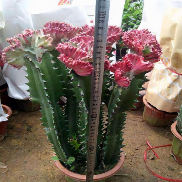 破洞的“絲襪”不要扔！用來養這3種花，枝粗葉綠，開花“猛”