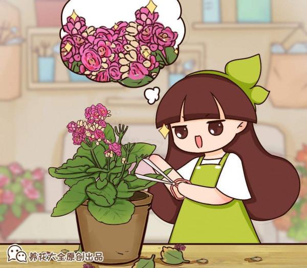 你瞭解長壽花嗎？開花滿盆還很好養，家裡有一盆喜慶極了