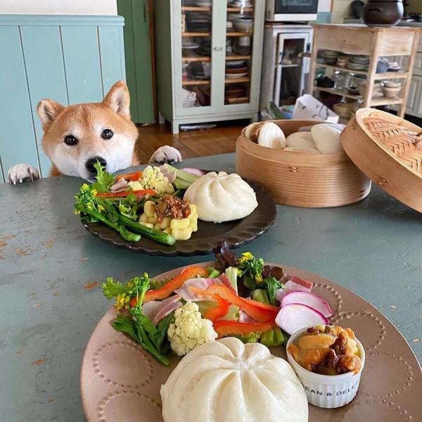 日本網友家的柴犬貪吃又可愛，一人一犬，一日三餐的生活，很治癒