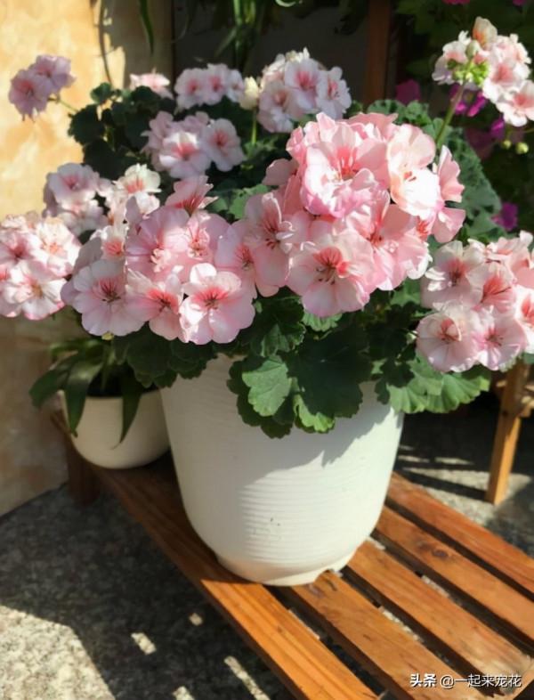 家裡養了3種花，養兩年趕緊丟掉，越老越醜不值錢，你家養過幾種