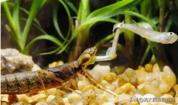 這些醜陋的生物，長大後竟是你特別熟悉的昆蟲