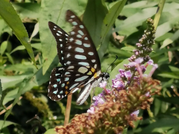 【探索】又到賞蝶季,你知道上海的常見本土蝴蝶有哪些嗎?奉上攻略→ 【探索】又到賞蝶季,你知道上海的常見本土蝴蝶有哪些嗎?奉上攻略→