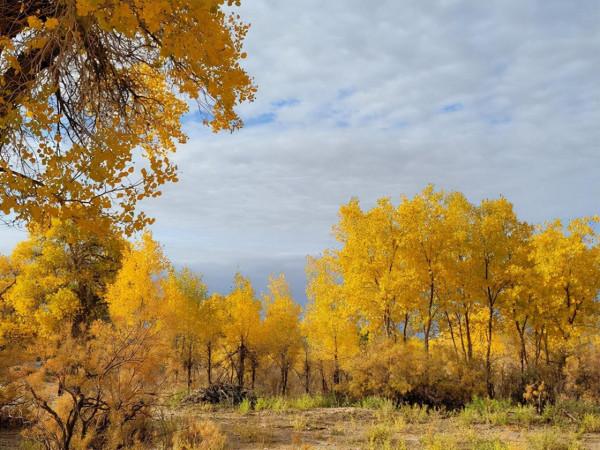 相比前面幾道景區，七道橋的胡楊反而是黃的最早