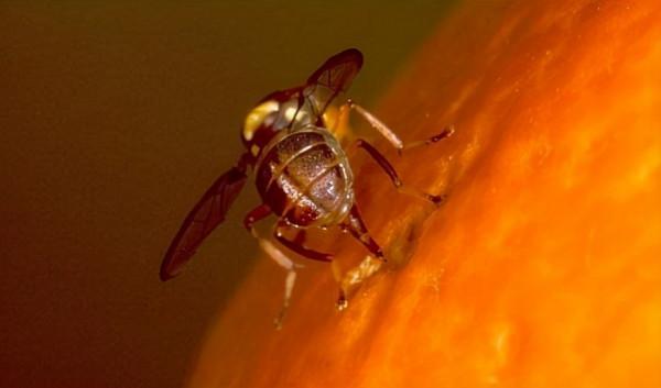 天冷了，這種“蜜蜂”總往家裡闖？會蟄人嗎？