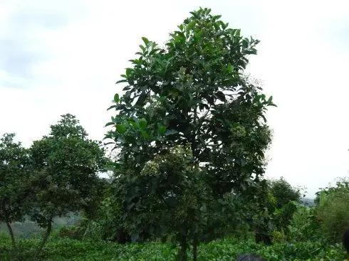 關於秘魯共和國的幾十個冷知識，您知道幾個？最神奇的國家