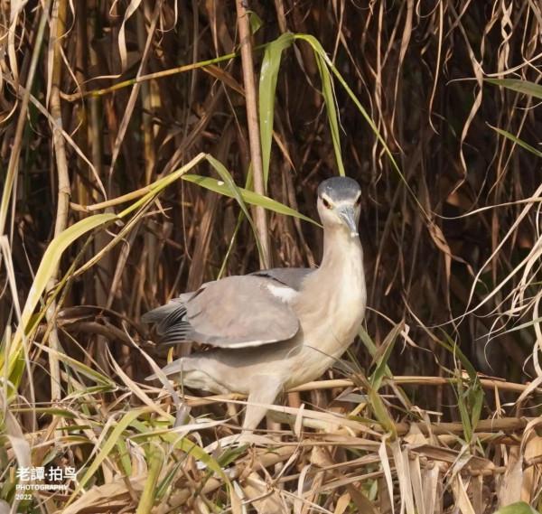 德陽市羅江區拍鳥-夜鷺