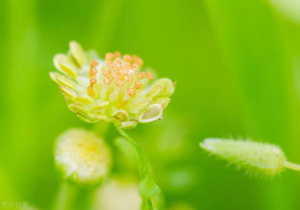 養朵花種棵草不需要多名貴自己喜歡就好 養朵花種棵草不需要多名貴自己喜歡就好