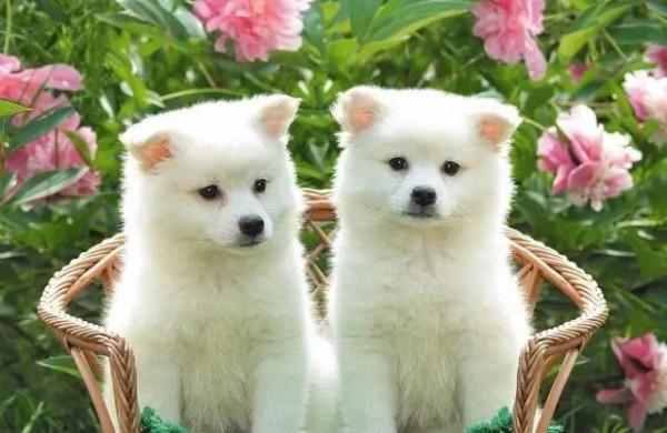 這些汪星人真的不是複製粘貼出來的嗎？太可愛了