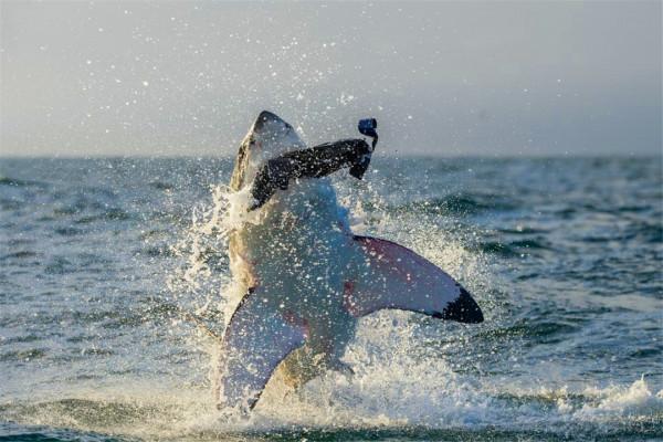 大白鯊能長到2000多公斤,超過最大咸水鱷,它們相遇結果會怎樣? 大白鯊能長到2000多公斤,超過最大咸水鱷,它們相遇結果會怎樣?