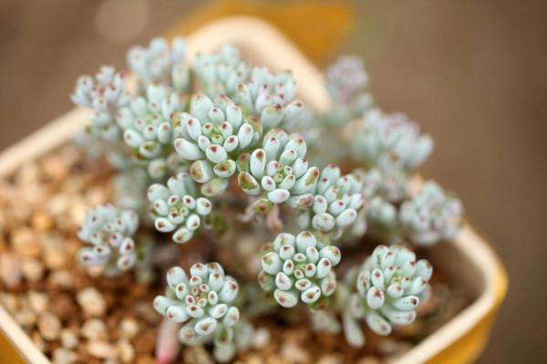 神奇的大自然之多肉植物！竟然很多都沒見過！太神奇了！（下）